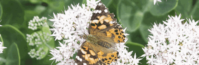 Mooie vlinder op een witte bloem - biodiversiteit in groene gevels en daken
