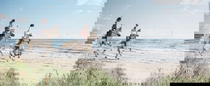 paarden aan zee