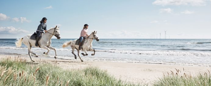 paarden aan zee