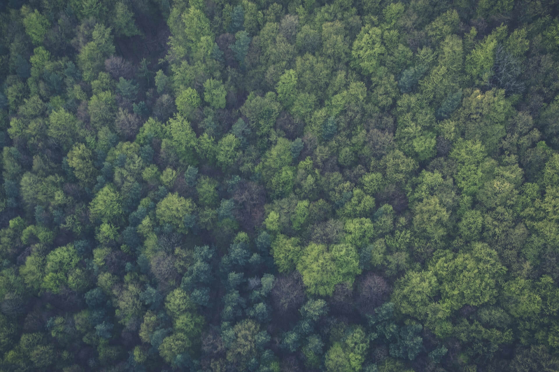 Bomen van bovenaf gezien