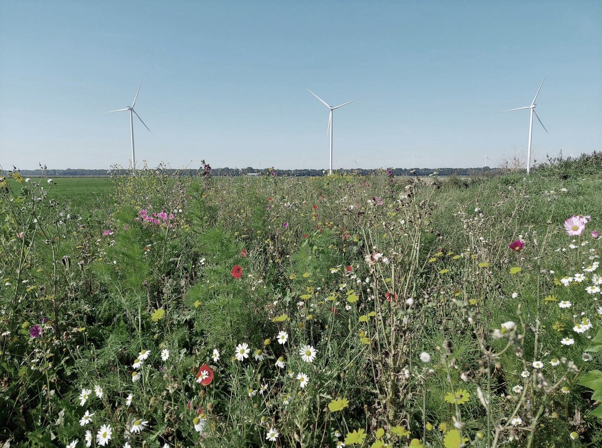 Inheemse bloemenweide voor het Prinses Ariane Windpark