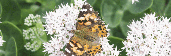 Vlinder op een bloem