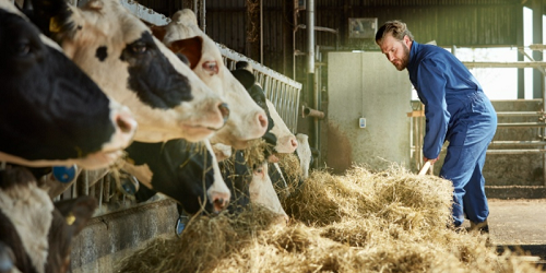 Boer die hooi schept in een stal met koeien