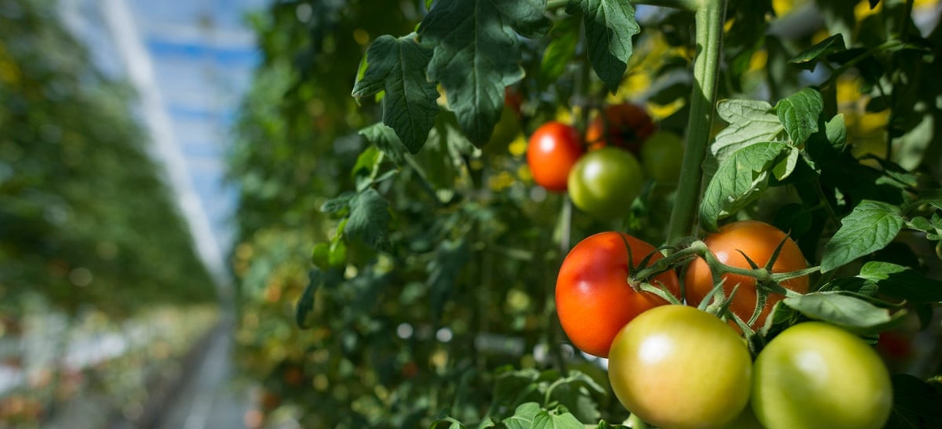 Power-as-a-Service ondersteunt tomaten- en zalmkwekerijen