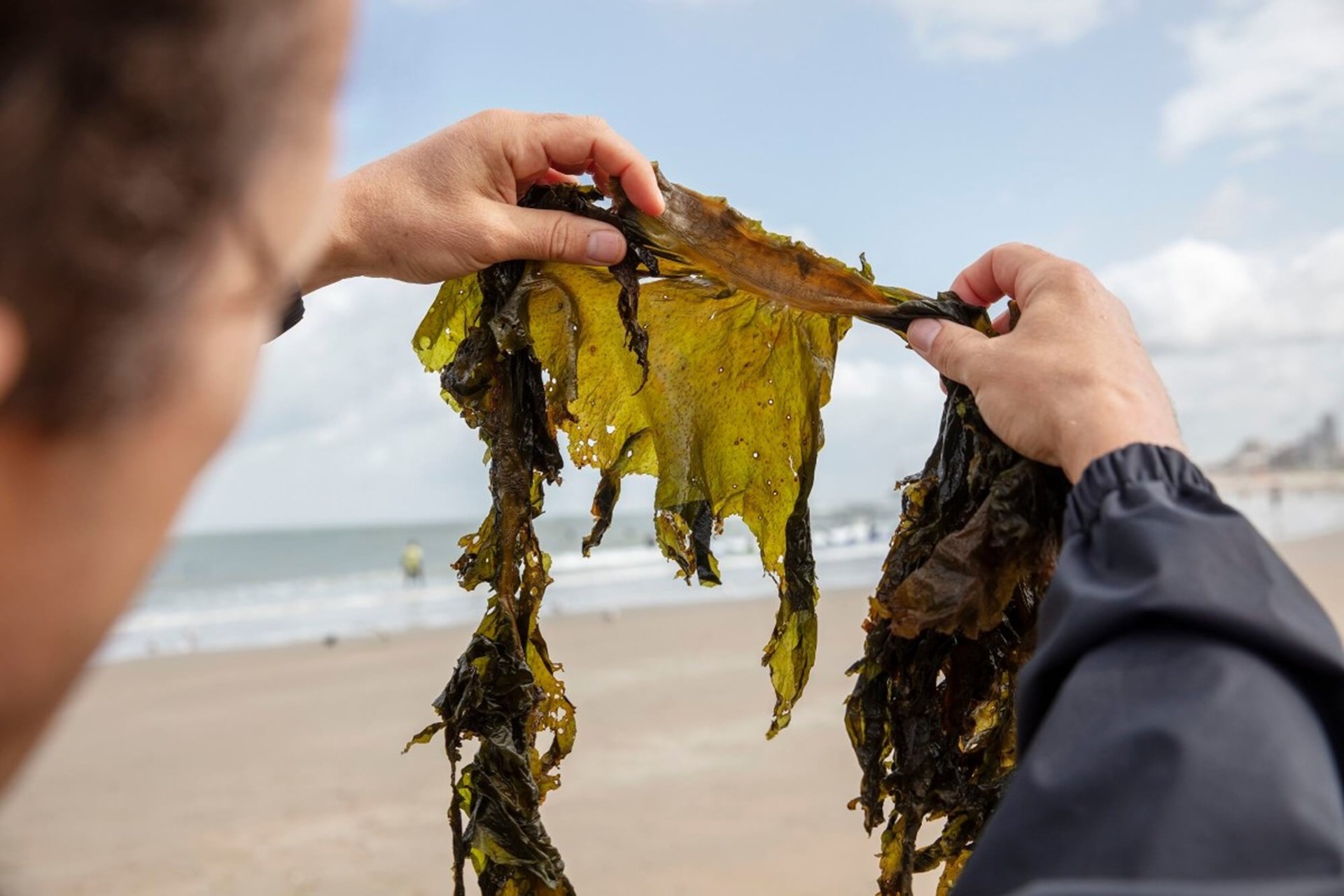 Klimaatondernemer Joost Wouters die op het strand een stuk zeewier van dichtbij bekijkt