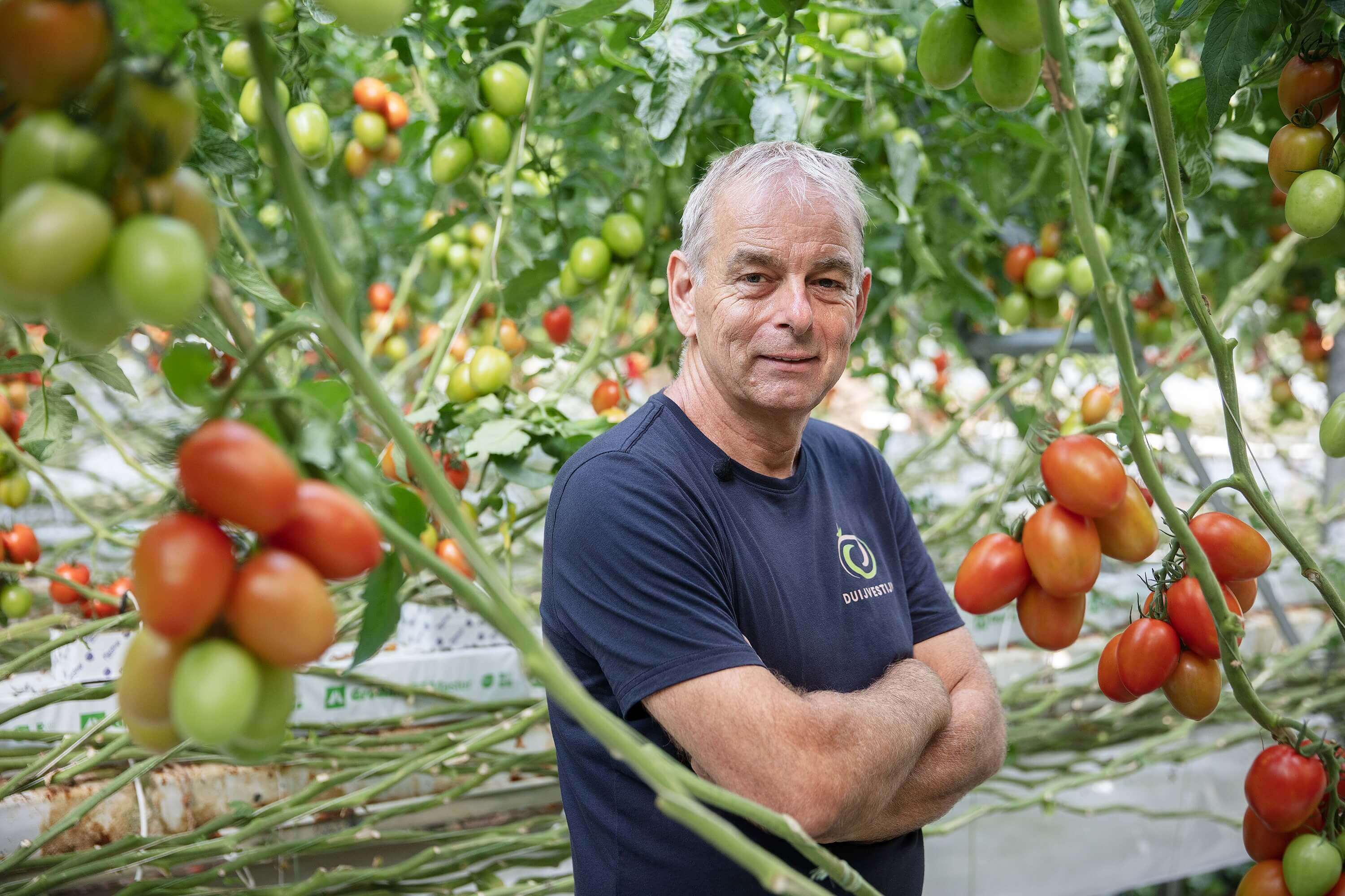 Duijvestijn Tomaten