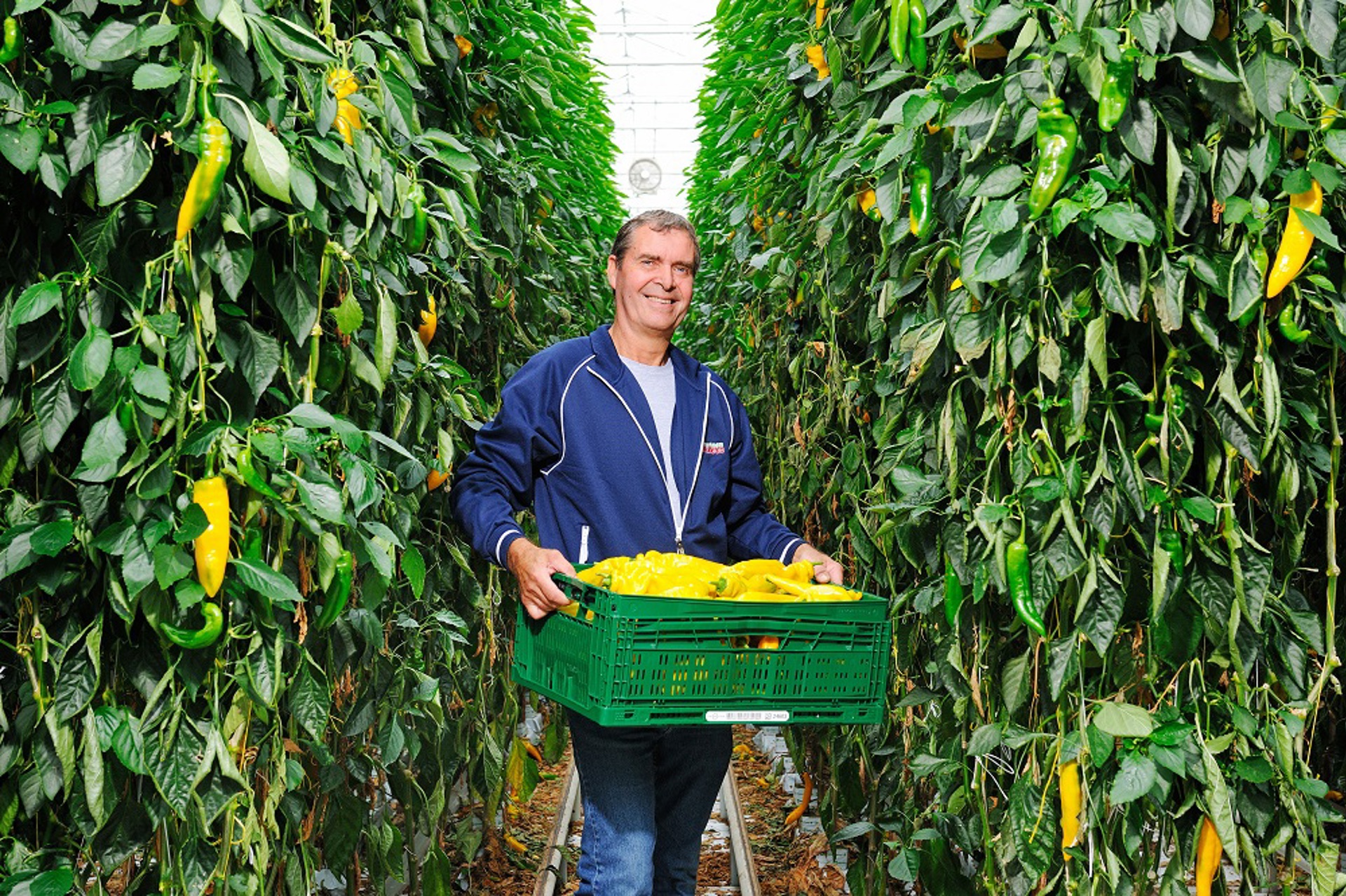 John Ammerlaan van Ammerlaan 4Polders in de kas met en krat vol paprika's