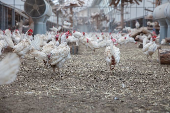 Duurzame perspectief voor de pluim- en veeteelt in Nederland