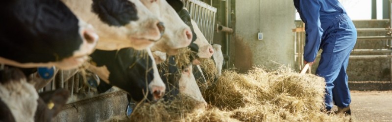Vraag bijmengverplichting groen gas