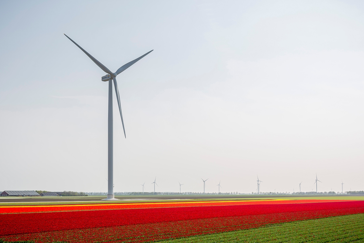 Prinses Alexia Windpark tussen de tulpenvelden