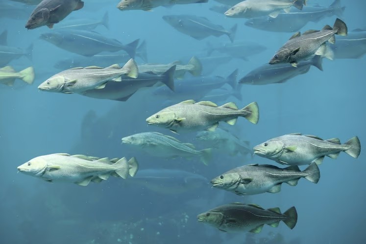 Natuur-inclusief design