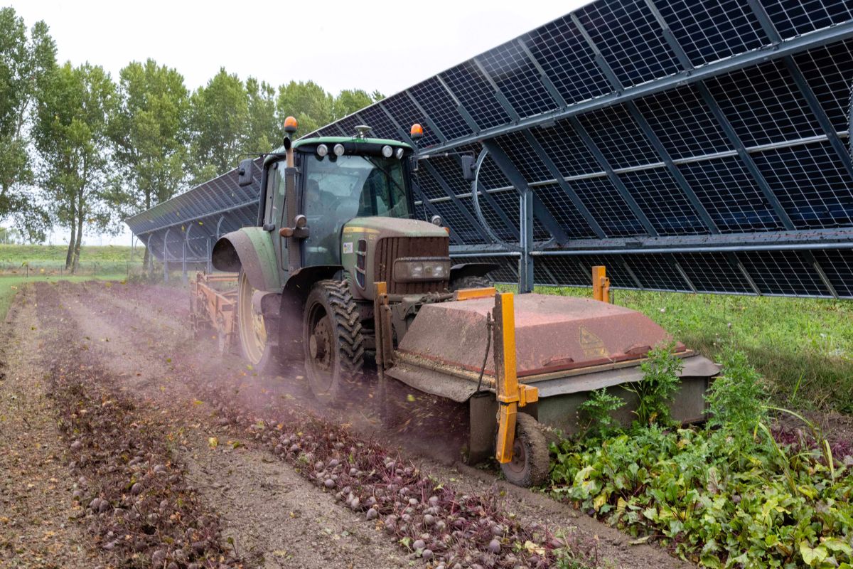 Eerste oogst op project Symbizon