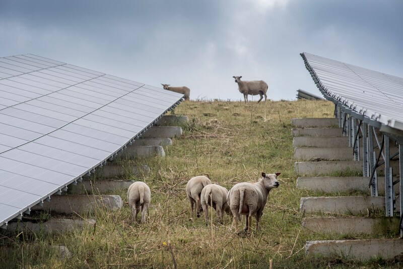 Schapen lopen tussen de zonnepanelen door