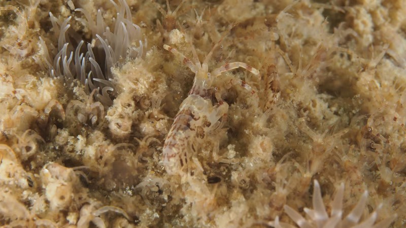 Foto: Oscar Bos, Wageningen Marine Research