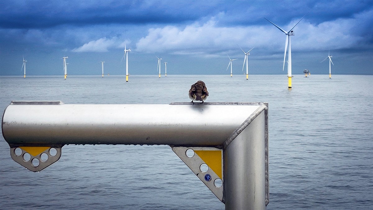Maatregelen voor het beschermen van vogels