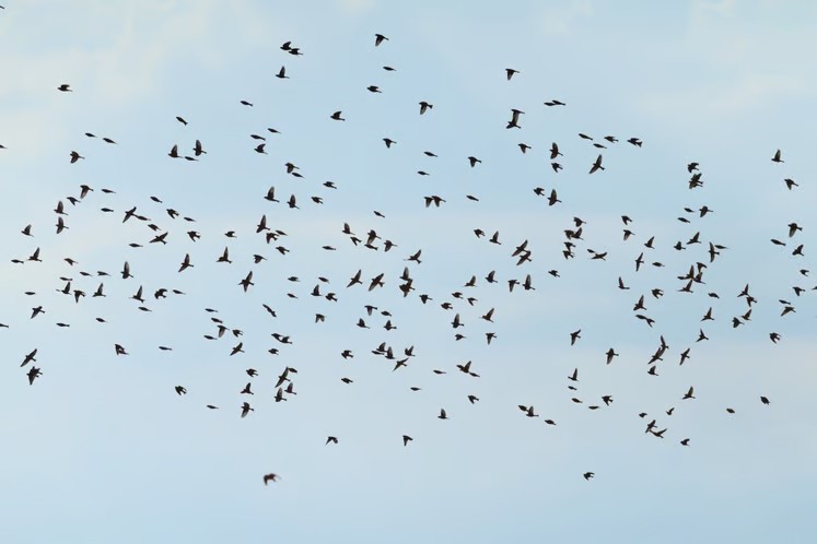 Maatregelen voor het beschermen van vogels