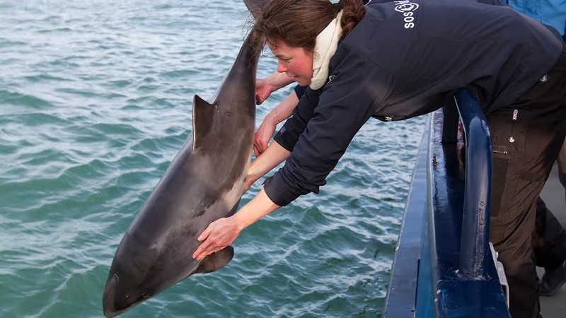 Ella wordt uitgezet in de Noordzee - Foto: SOS Dolfijn
