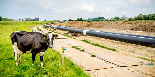 Koe bij stadswarmteleiding | Vattenfall Energie
