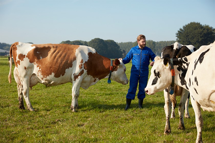 Verduurzamen met koeienmest | Boer aait koeien