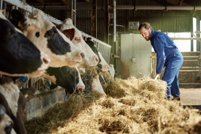 Wat is groen gas | Boer in stal bij koeien