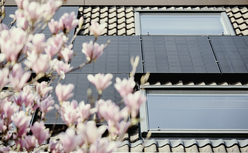 Zonnepanelen op schuin dak met 2 dakramen en bloeiende roze magnolia in volle bloei op voorgrond