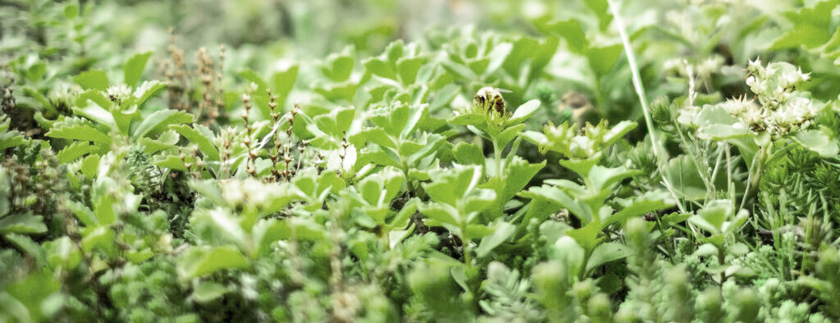 Sedum van een sedumdak groot in beeld - Subsidie op groene daken en gevels